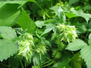 Japanese hop